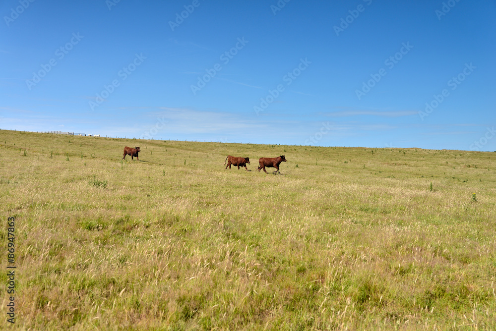 vaches en pâture vaches en pâture