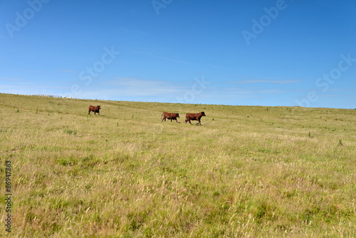 vaches en pâture © Image'in