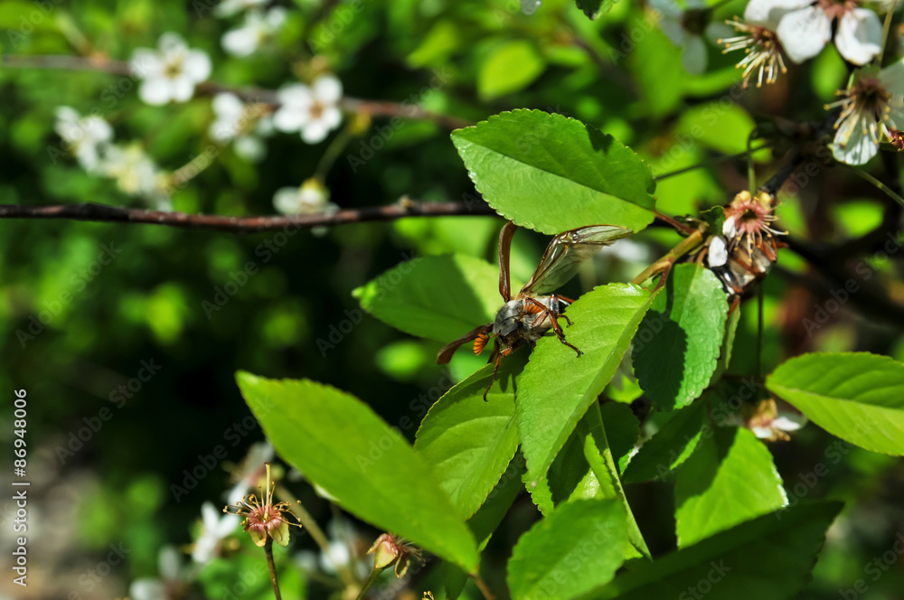 Chafer Chafer