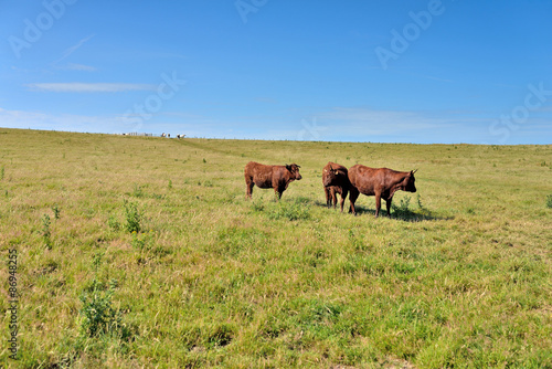 vaches en pâture