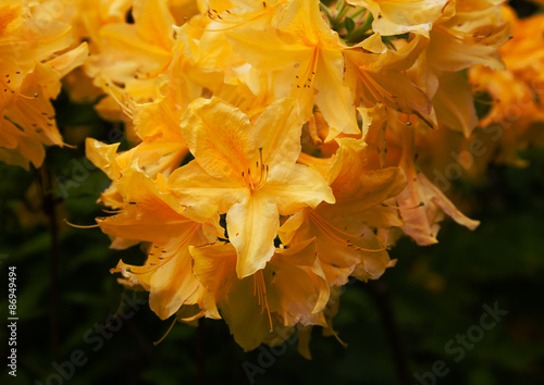 Yellow rhododendrons in the garden