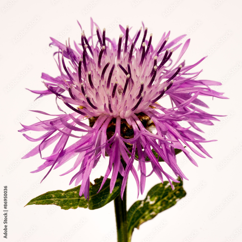 violet cornflower flower on a white background