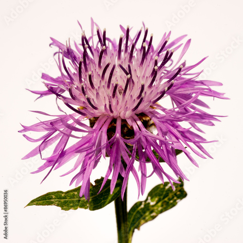 violet cornflower flower on a white background © elen31