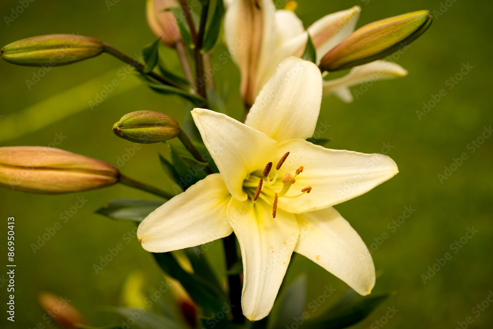 yellow asiatic lily in flower garden yellow asiatic lily in flower garden