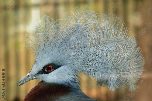 Southern crowned pigeon (Goura scheepmakeri). photo