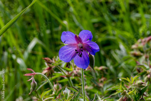 Fototapeta Naklejka Na Ścianę i Meble -  Geranium