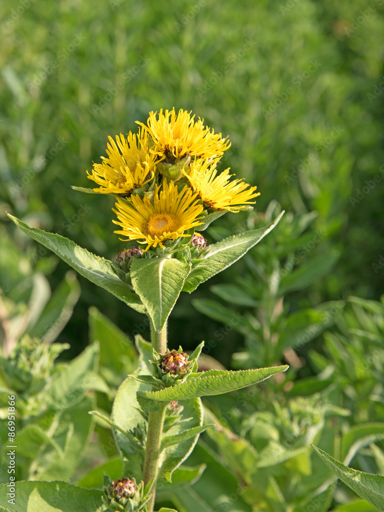 Echter Alant StockFoto Adobe Stock