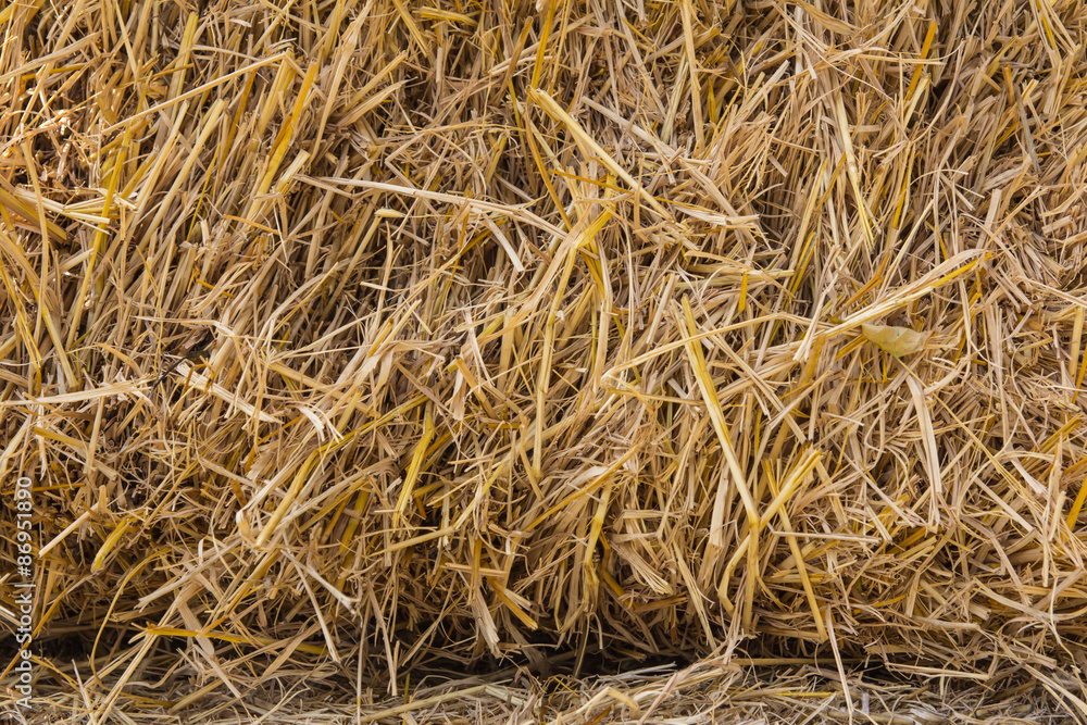 Texture of dry straw on the floor Texture of dry straw on the floor