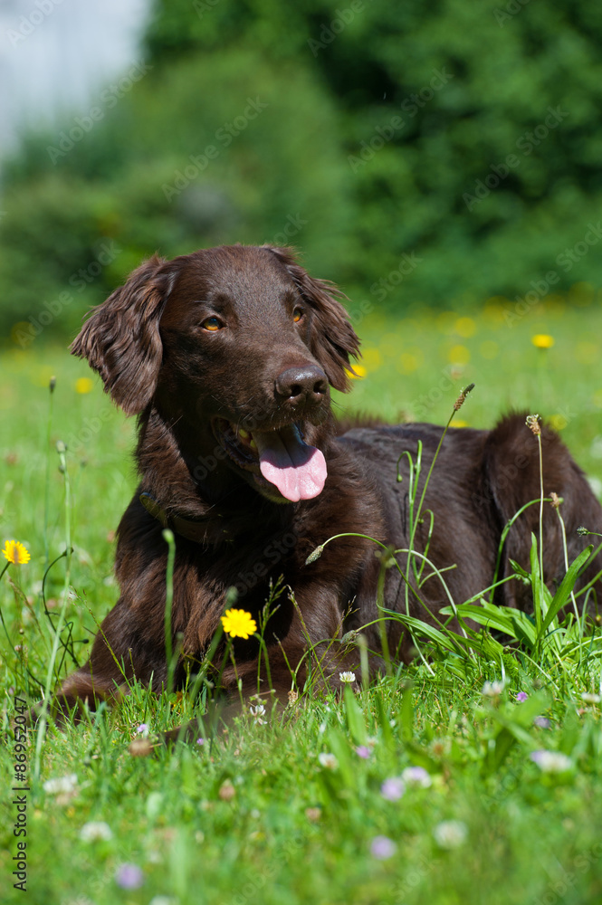 Flat Coated Retriever Flat Coated Retriever