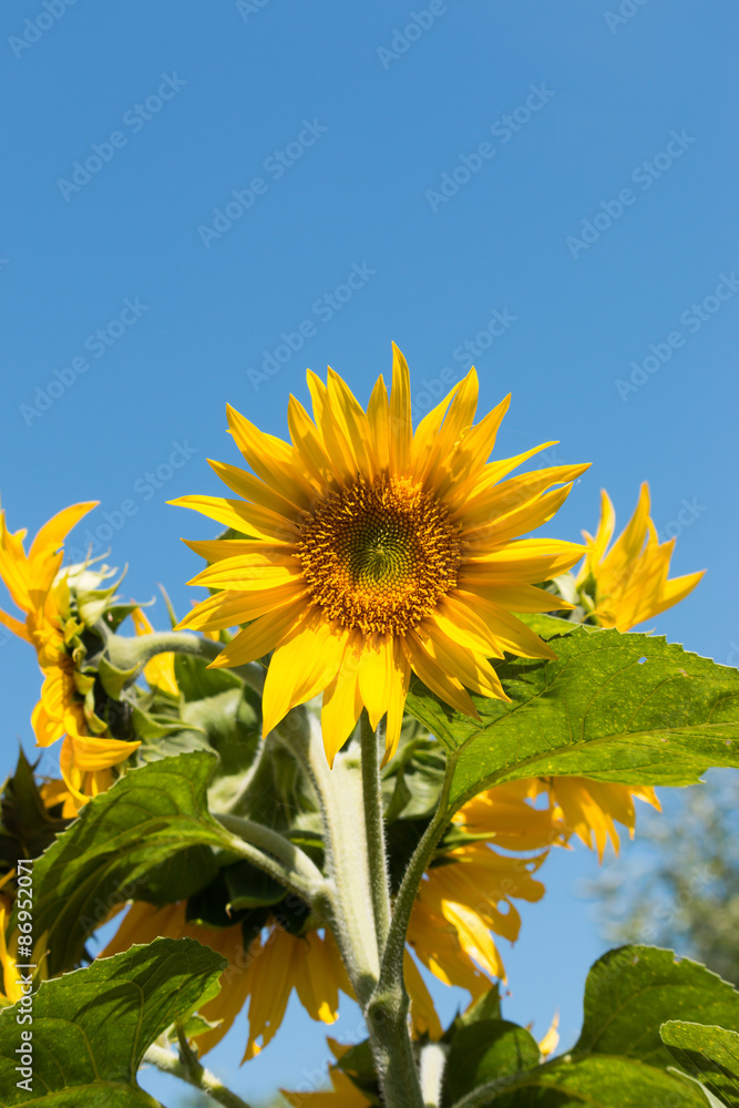 Sunflower