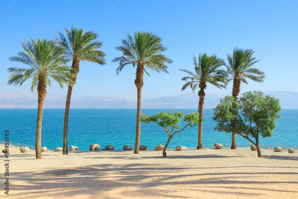 Scenery of Dead Sea with palm trees on sunshine coast