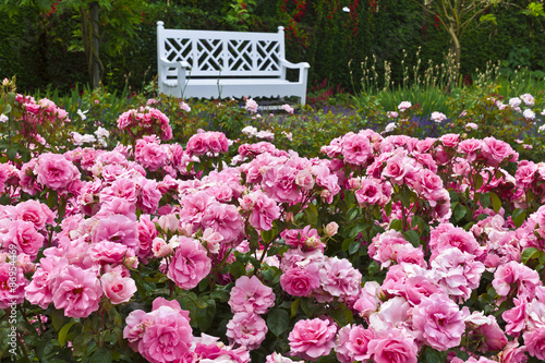 Pink floribunda roses in a flowerbed close up.