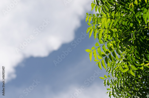 Neem plant with nice sky background