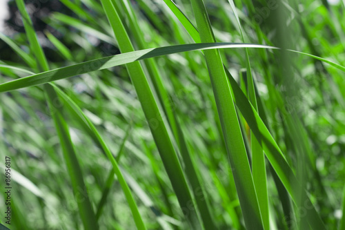 green reed field  close up
