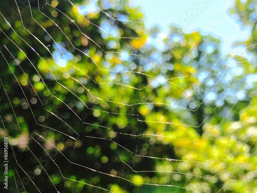 spider web