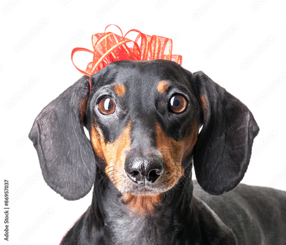 Close-up of Dachshund with red ribbon on white background