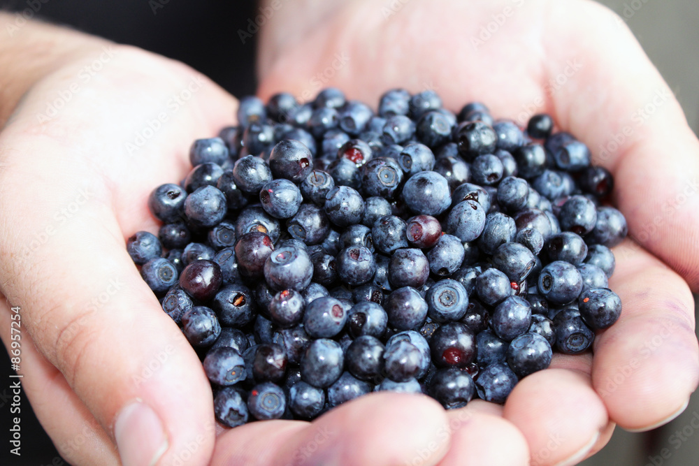 Wild blueberries in the men's hands Wild blueberries in the men's hands