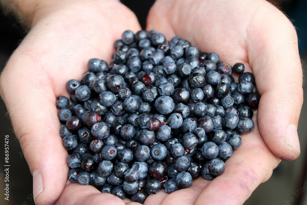 Wild blueberries in the men's hands Wild blueberries in the men's hands