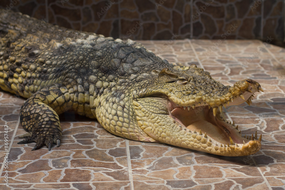 Fototapeta premium Crocodile with open mouth