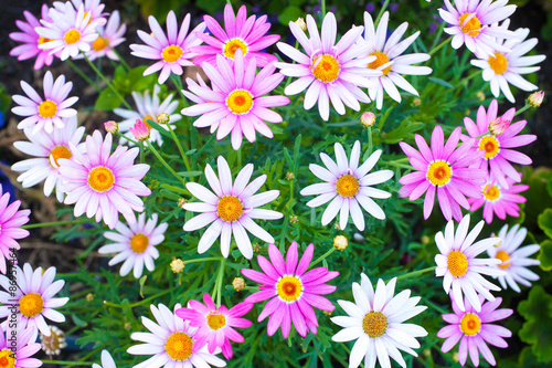 Fototapeta Naklejka Na Ścianę i Meble -  Group of daisies in a garden