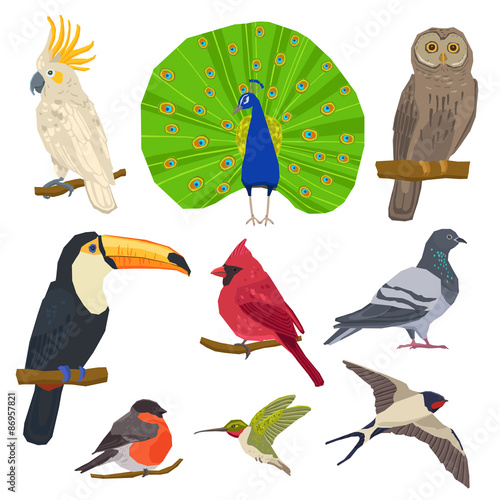 Bird Drawn Icon Set  photo