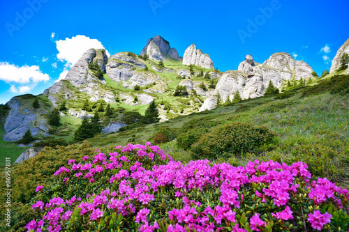 Flowering meadow near mountain ridge