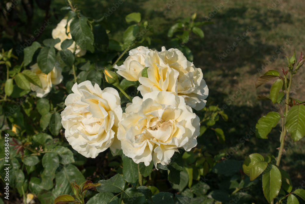 LIght Yellow Roses Closeup LIght Yellow Roses Closeup