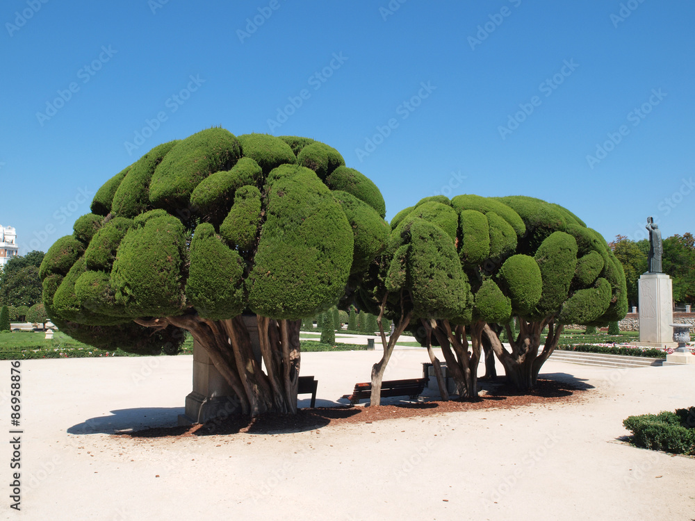 Obraz premium Odd shaped trees in Park Buen Retiro, Madrid, Spain.