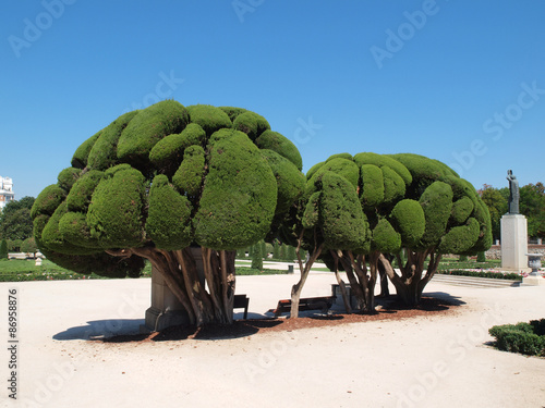 Odd shaped trees in Park Buen Retiro, Madrid, Spain.