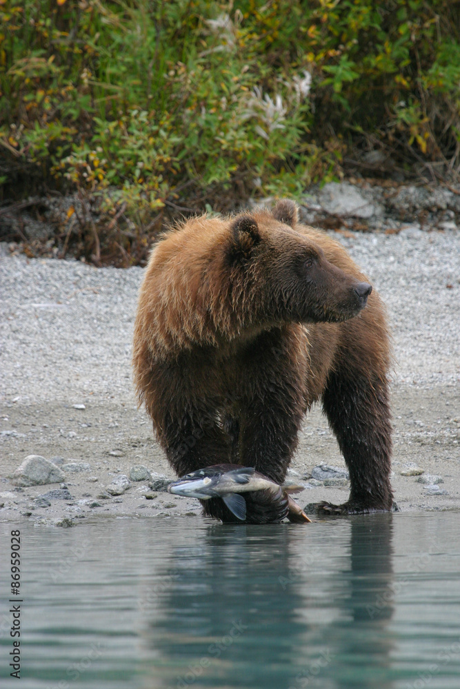Obraz premium grizzly bear holding salmon next to an alaskan lake