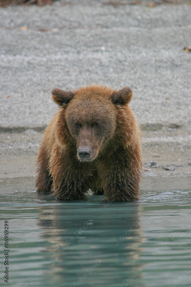 grizzly bear fishing in an alaskan lake grizzly bear fishing in an alaskan lake
