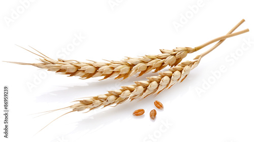Wheat in closeup