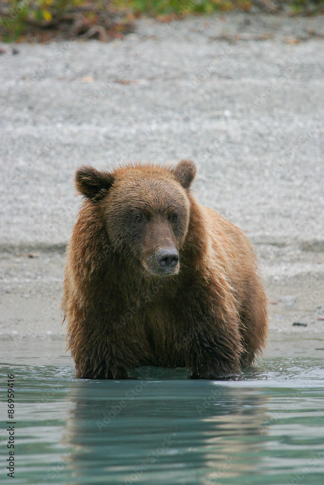 grizzly bear fishing in an alaskan lake grizzly bear fishing in an alaskan lake