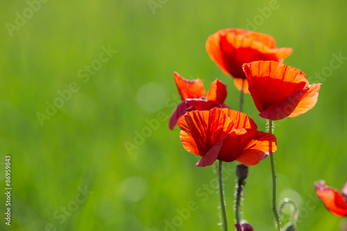 Fototapeta Naklejka Na Ścianę i Meble -  red poppy