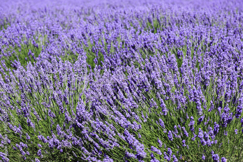 fields of blooming lavender flowers  Provence  France 