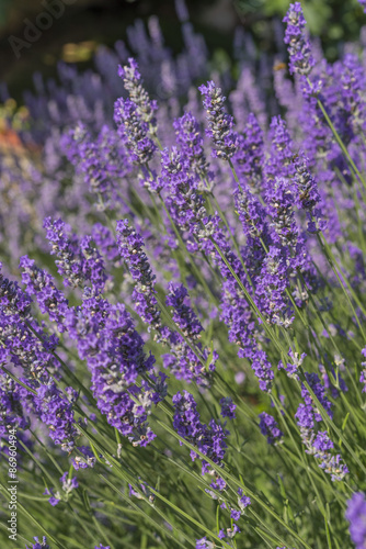 Lavender field in Italy