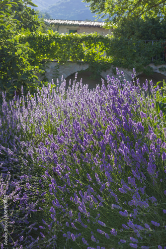 Fototapeta Naklejka Na Ścianę i Meble -  Lavender field in Italy