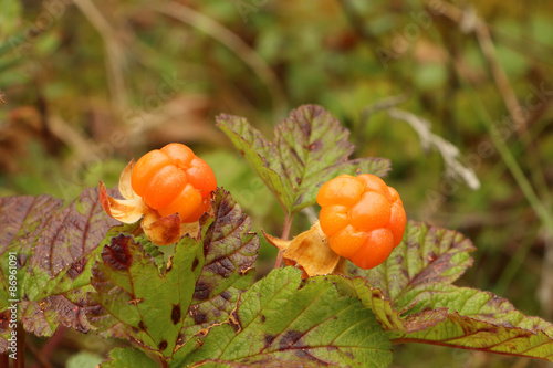 cloudberries