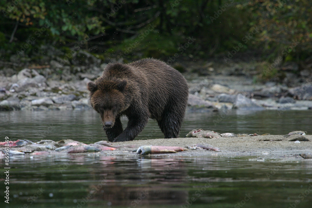 grizzly bear fishing in an alaskan lake