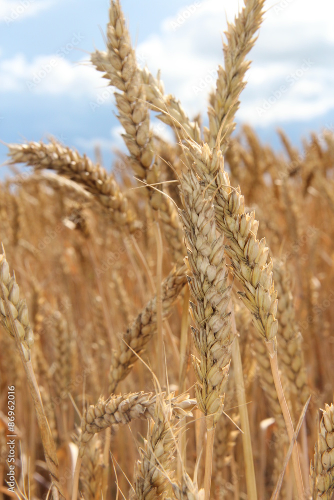 Fototapeta premium rye