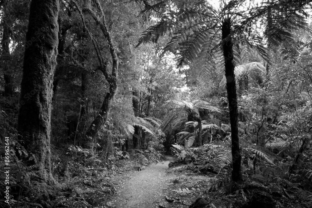 Naklejka premium Jungle