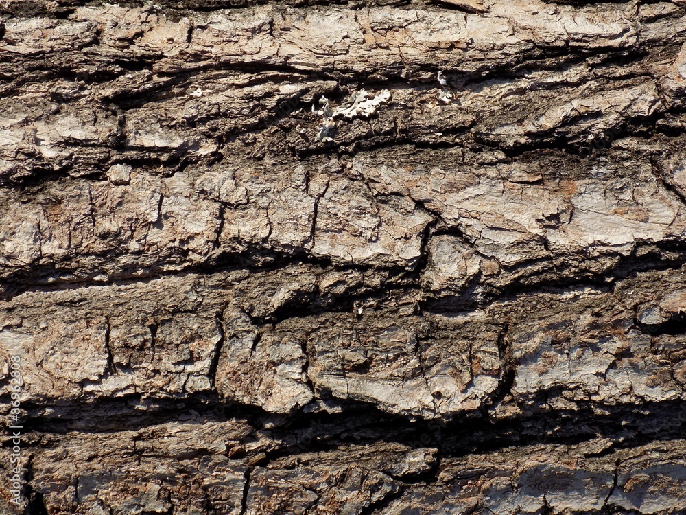 Tree bark texture Tree bark texture