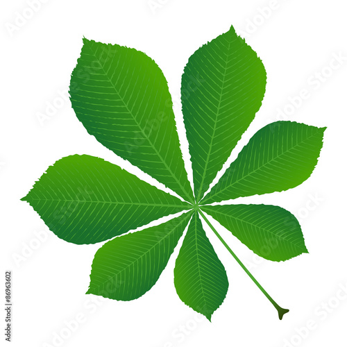 green leaf chestnut