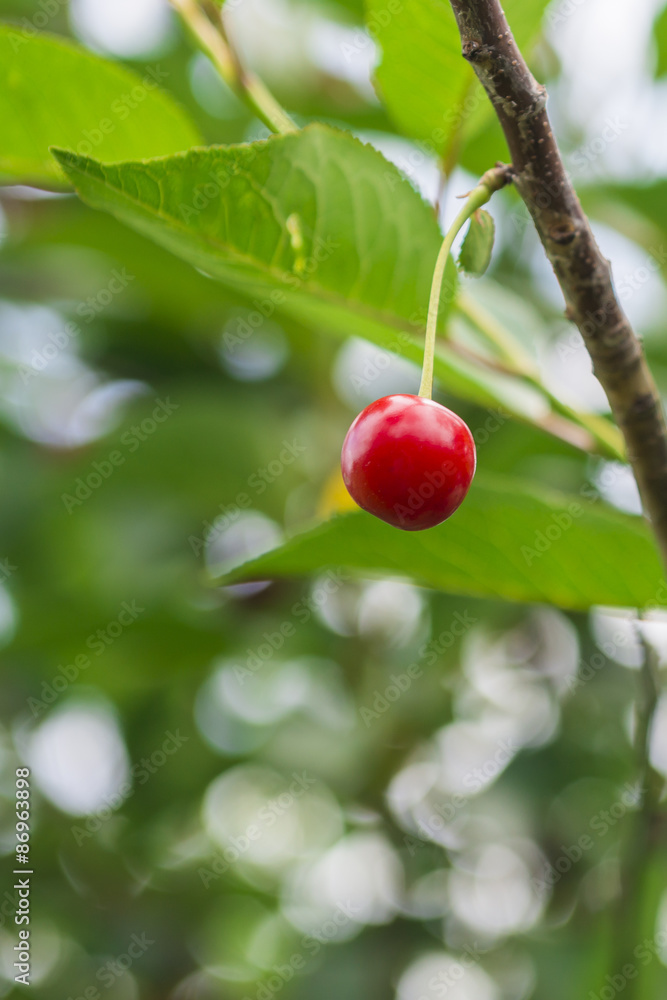 Eine Kirsche am Baum Eine Kirsche am Baum