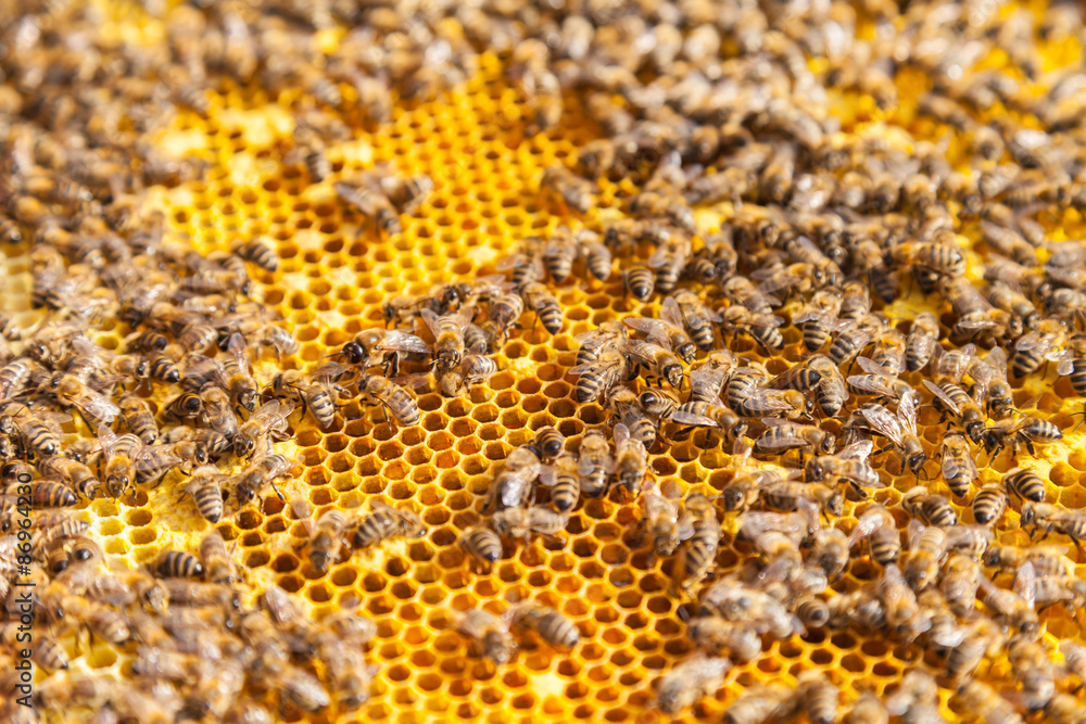 Bees on honeycomb Bees on honeycomb
