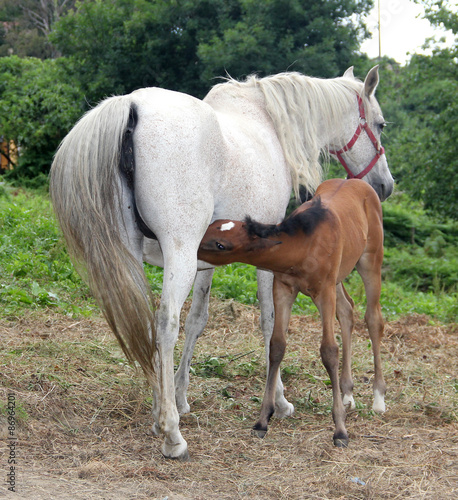 Two horses