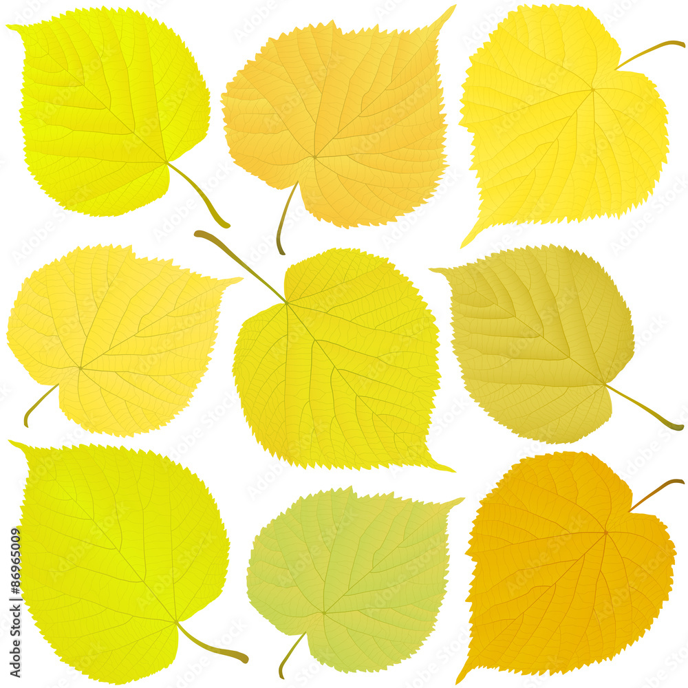 Obraz premium linden autumn leaves