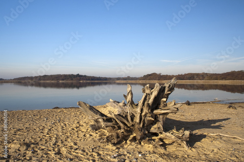 Roots of a dead tree on Benacre Beach, Suffolk, England