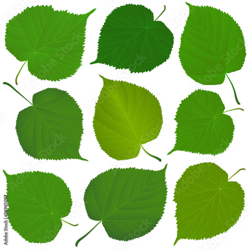 linden green leaves