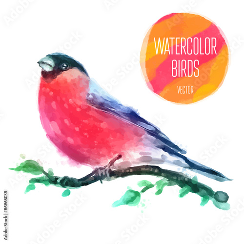 Vector watercolor wildlife natural winter christmas robin bird